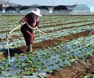 赴日本茨城技能實習生-種植業(yè)（男）